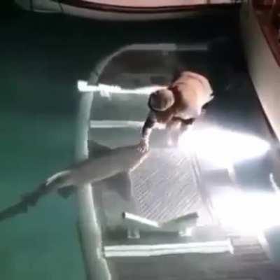 ‪sharks are puppies of the sea‬