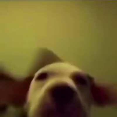 This dog do be vibin