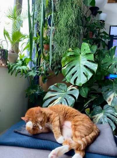 Taco settling in for a mid-morning nap