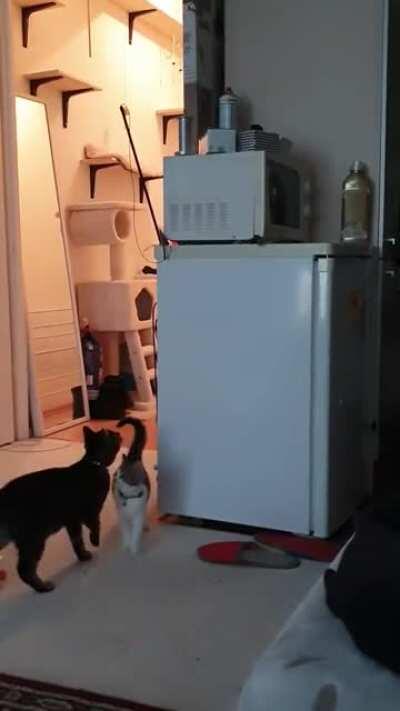 Cat getting a stuck toy for the kitten