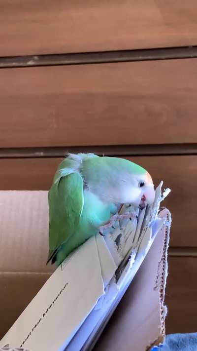 Peakes loves to make her own feathers (oc)
