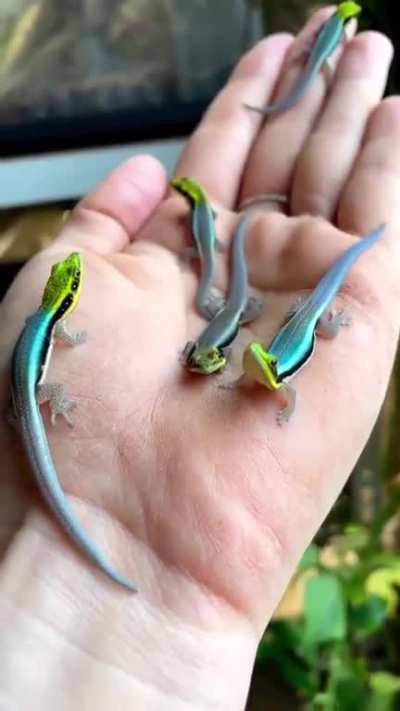 In bamboo forests along the coast of northwest Madagascar, this brightly coloured gecko species was discovered and described in 1990.
