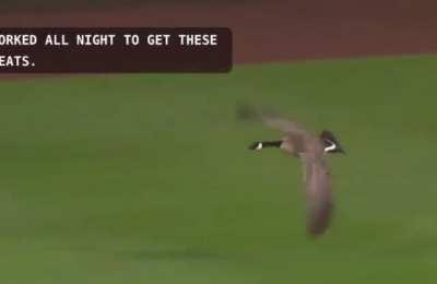 My goose people need me