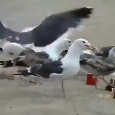 Sim, isso que eles estão botando na comida é laxante