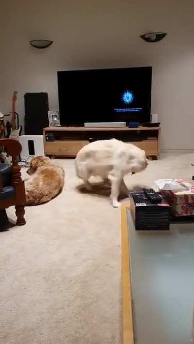 When your dog is a beyblade and someone let's it RIP!