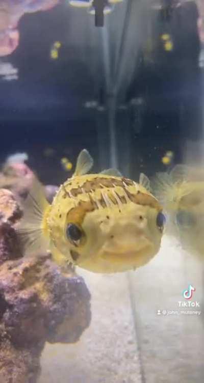 Got my first puffer today