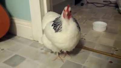 [LOUD] Chicken.