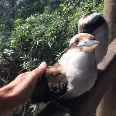 Australia's friendliest bird the kookaburra