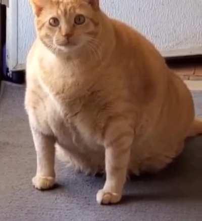 2Chonky4Chonkers