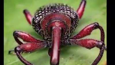 the first weevil video in my weevil folder