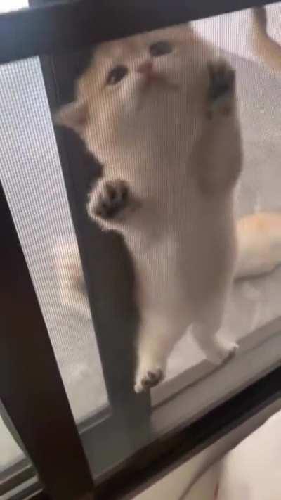 Cat.exe hanging in windows