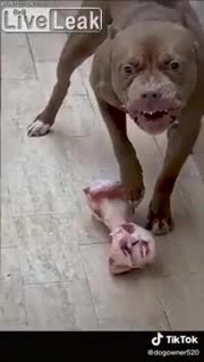 Listen to his adorable purring noises. How can anyone hate these cuties😍😍😍