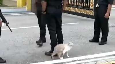 Someone get this polis a cat