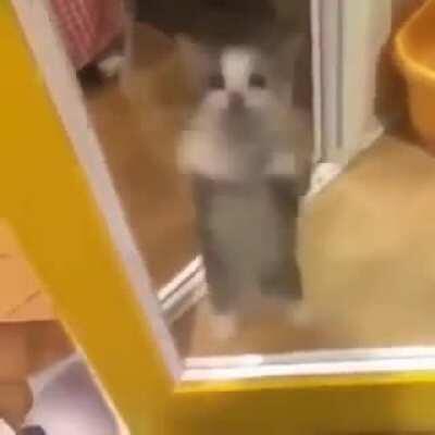 Cat cat cat cat cat cat