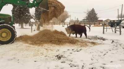 Fluffing up the new winter bedding