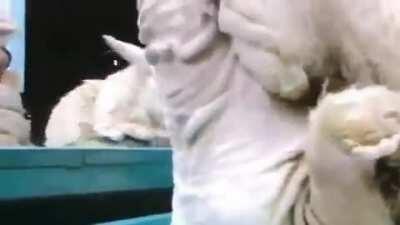 wool being peeled from sheep without harming them