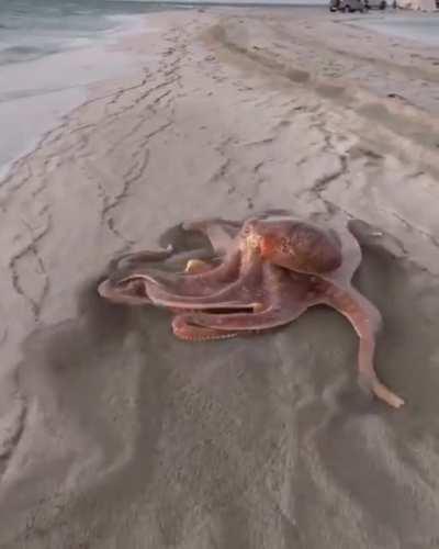 Шустрый, однако