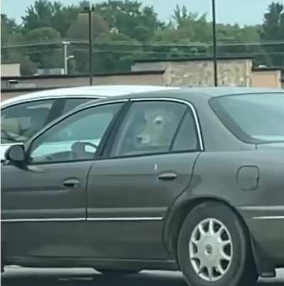 A cow, in a car, in a drive through