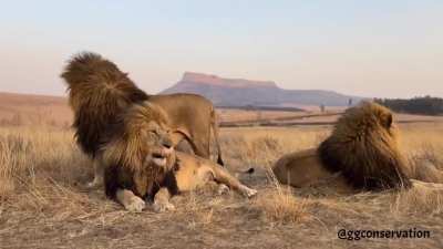 These three lion brothers act like they don't have enough space to lie down! 🤣🤣