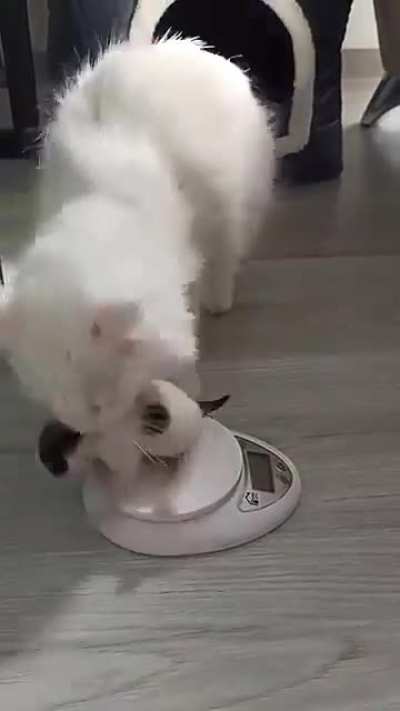 A mother cat's concern and worry for her babies is real.. ❤😍❤