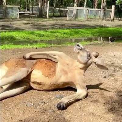 Kangaroo scratches an itch in a very human-like manner