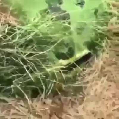 Man talks about life and feeds alligator oreos