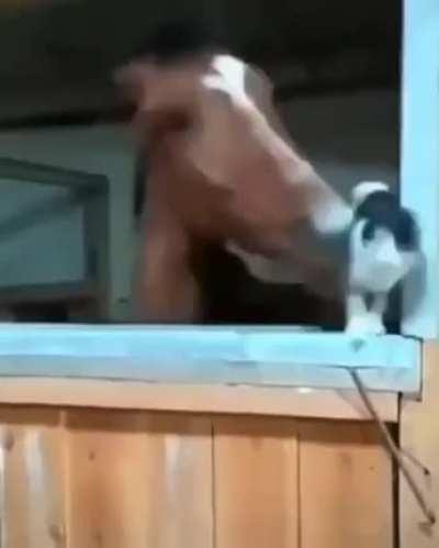 Horse yeets cat