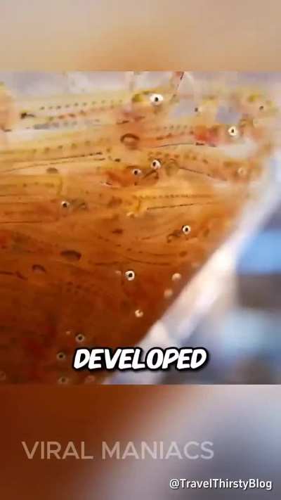 Shirouo: the transparent fish that dances in your mouth