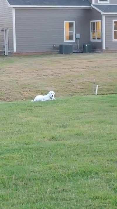 My derp somehow got her leg stuck in her collar.