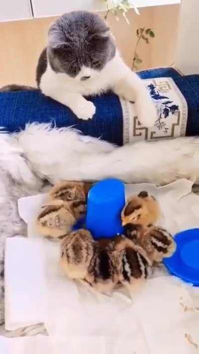 The cat protects and incubates the eggs to hatch them..