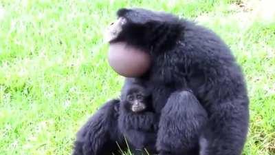 Siamangs have large gular sac (throat pouch) that can be inflated to the size of its head, allowing it to make loud, resonating calls or songs