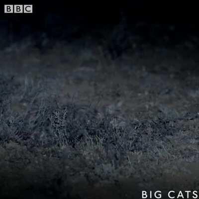 Worlds deadliest hitcat