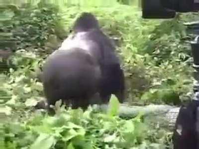 A gorilla's gentle reminder that he could easily kill you.