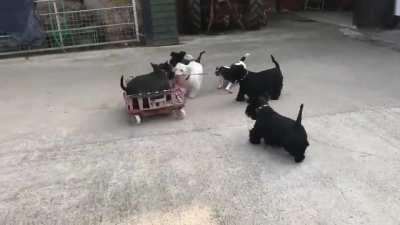LOcAL GaNg TeRRoRiZes DoGGo oN HiS FiRSt DaY iN ThE NeigHboUrhOOd