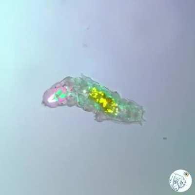 Thanks, I Love A Groovy Tardigrade just letting loose