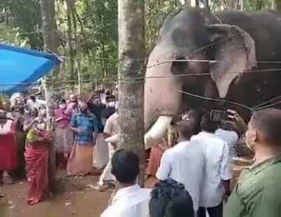 An elephant comes to bid final farewell to his papaan (mahout).