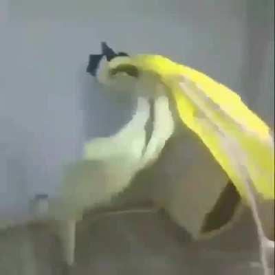 Identity of the tune in this meme video?