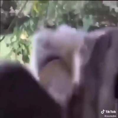 This squirell is having a bad day