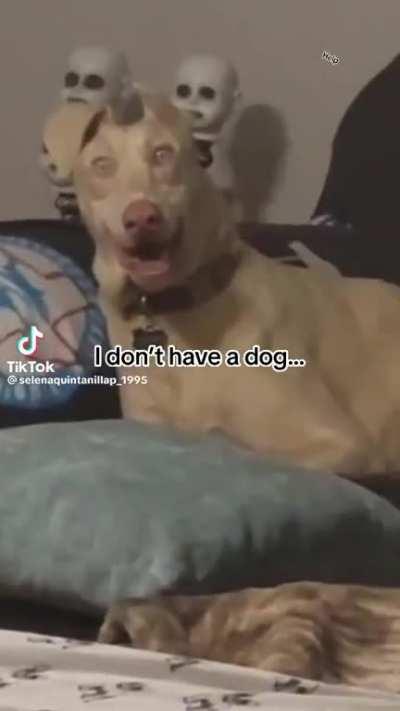 The way it stares just gives me the chills