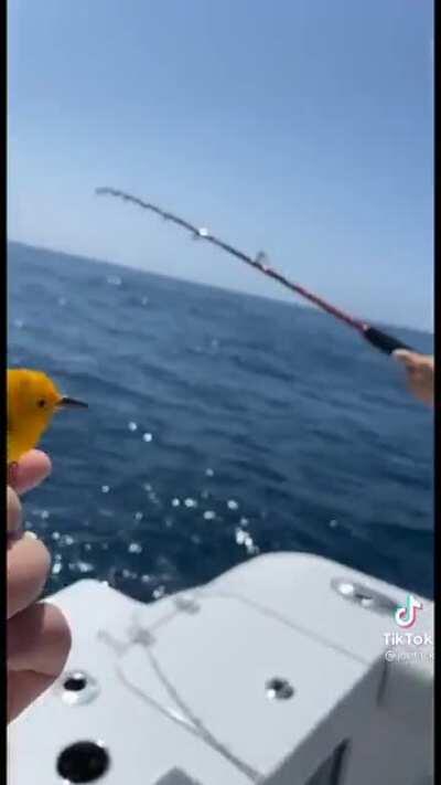 This guy finds a fish off shore and saves him