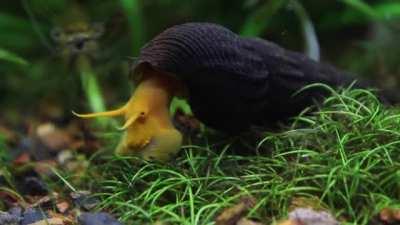 Golden rabbit snail from Lake Matano in Sulawesi, Indonesia