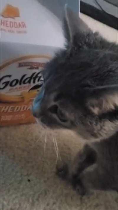 21 years old and she throws a tantrum if I don't cuddle her