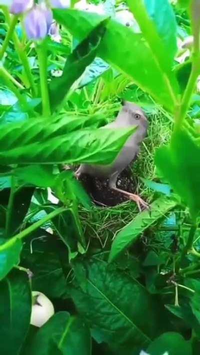 Sewing leaves together to protect the nest.