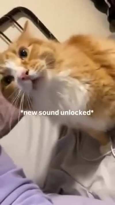 Mysterious noise 😮