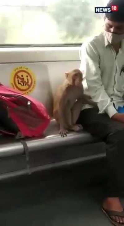 Monkey enters a Metro train in New Delhi by mistake. Is nervous being in a strange space until it finds a human bro for emotional support.