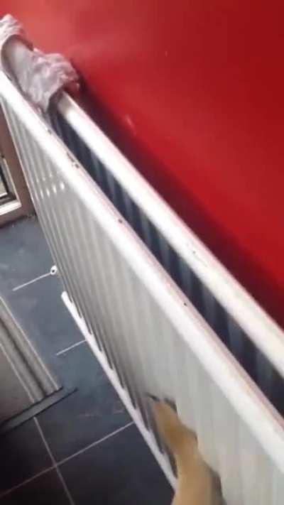 Millie loves to help her parents with carrying in the groceries