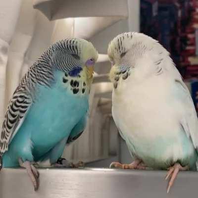 Good thing this criminal duo talks in their sleep, we're counting it as a confession and the DA agrees with us.