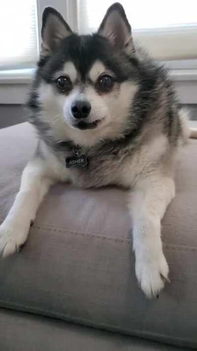 Asher doesn't know what he wants. [Alaskan Klee Kai]