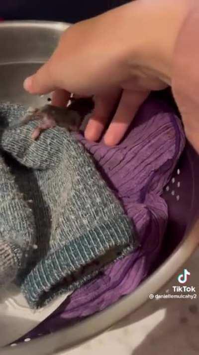 Diary of a foster mouse