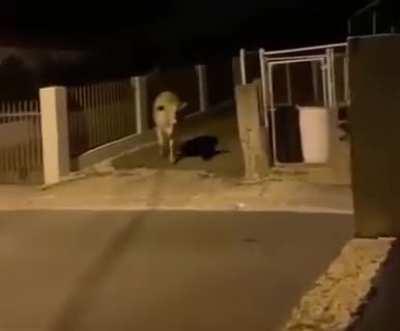 The cow will never trust humans again.